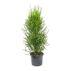 Euphorbia Tirucalli - Pencil Cactus 16 Euphorbia Tirucalli - Pencil Cactus -Indoor Plants Store Euphorbia tirucalli Pencil Cactus XLarge