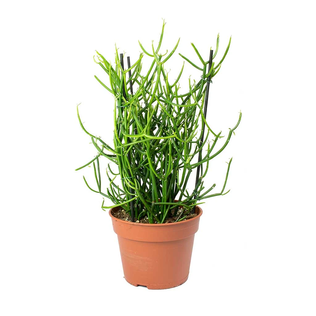 Euphorbia Tirucalli - Pencil Cactus 5 Euphorbia Tirucalli - Pencil Cactus - Image 3