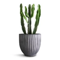 Lagos Plant Pot - Anthracite -Indoor Plants Store Euphorbia triangularis 14x40cm Lagos Plant Pot Anthracite 20x20cm 290bf94e 9038 4a7f ab61 7788f44c5b60