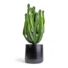 Euphorbia Triangularis 1 Euphorbia Triangularis -Indoor Plants Store Euphorbia triangularis 17x40cm Akemi Plant Pot Carbon Black 22x20cm