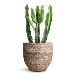 Euphorbia Triangularis -Indoor Plants Store Euphorbia triangularis 17x40cm Cas Plant Pot Sahara 21x19cm
