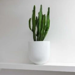 Euphorbia Triangularis -Indoor Plants Store Euphorbia triangularis Tim Plant Pot