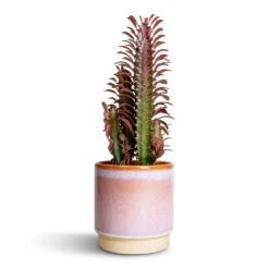 Euphorbia Trigona Rubra - African Milk Tree -Indoor Plants Store Euphorbia trigona rubra African Milk Tree 12x30cm Copenhagen Plant Pot Pink 135x14cm 00d9f1aa ed23 4d5a 9f85 74f673de31a7