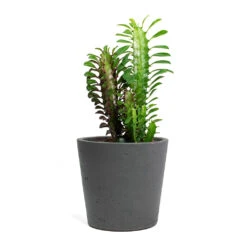 Mini Bucket Plant Pot - Black Washed 13 Mini Bucket Plant Pot - Black Washed -Indoor Plants Store Euphorbia trigona rubra African Milk Tree Mini Bucket Plant Pot Black Washed