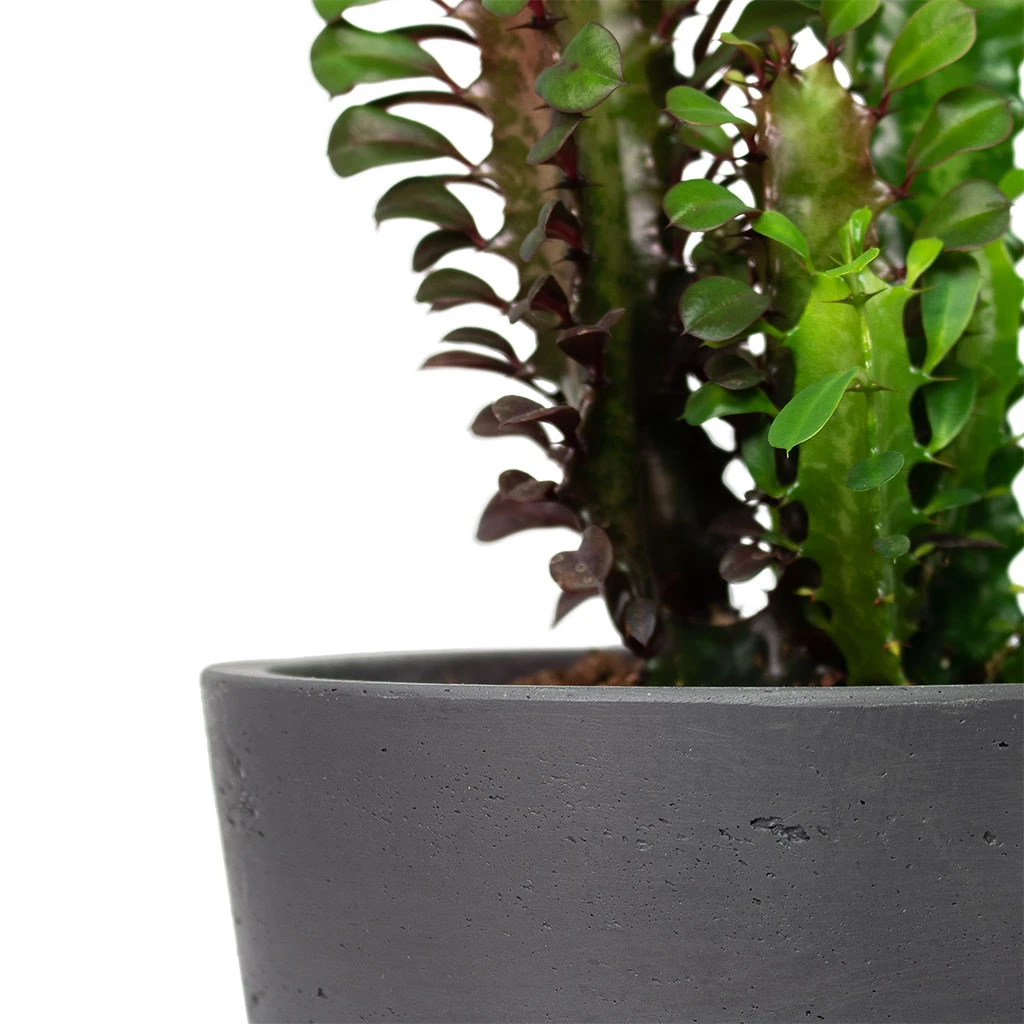 Mini Bucket Plant Pot - Black Washed 4 Mini Bucket Plant Pot - Black Washed - Image 2