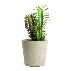 Euphorbia Trigona Rubra - African Milk Tree -Indoor Plants Store Euphorbia trigona rubra African Milk Tree Mini Bucket Plant Pot Grey Washed ea99d9ad a3b9 40b4 8812 c5f0797bb8d6