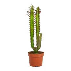 Euphorbia Trigona Rubra - African Milk Tree -Indoor Plants Store Euphorbia trigona rubra African Milk Tree No Leaves