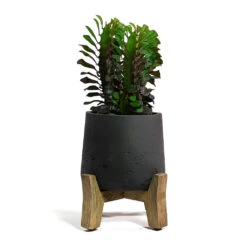 Patt Plant Pot - Low Stand - Black Washed -Indoor Plants Store Euphorbia trigona rubra African Milk Tree Patt Plant Pot Low Stand Black Washed