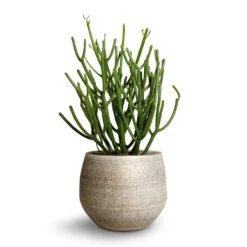 Euphorbia Tirucalli - Pencil Cactus 18 Euphorbia Tirucalli - Pencil Cactus -Indoor Plants Store Euphorbie tirucalli Pencil Cactus 15x35cm Noor Plant Pot Metallic Grey 19x16cm ef5f0d48 74e3 4386 9dfc d2310cbc8dee