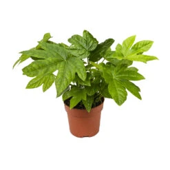 Fatsia Japonica - Japanese Aralia -Indoor Plants Store Fatsia japonica Japanese Aralia 13cm