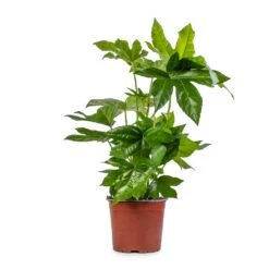 Fatsia Japonica - Japanese Aralia -Indoor Plants Store Fatsia japonica Japanese Aralia 17x60cm 2