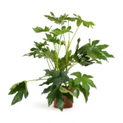 Fatsia Japonica - Japanese Aralia -Indoor Plants Store Fatsia japonica Japanese Aralia 17x60cm