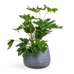Angle Darcy Plant Pot - Grey 13 Angle Darcy Plant Pot - Grey -Indoor Plants Store Fatsia japonica Japanese Aralia 17x60cm Angle Darcy Plant Pot Grey 34.5x24cm 419a76f9 7175 4d7d babe 320d55e5db50