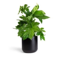 Fatsia Japonica - Japanese Aralia -Indoor Plants Store Fatsia japonica Japanese Aralia 17x60cm Lisbon Plant Pot Anthracite 19x19cm 0b73335c f262 4124 af64 b2f684ec7813