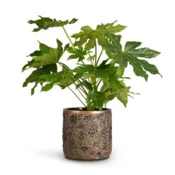 Luxe Lite Moon Cylinder Planter - Bronze -Indoor Plants Store Fatsia japonica Japanese Aralia 17x60cm Luxe Lite Moon Cylinder Planter Bronze 23x22cm