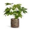 Fatsia Japonica - Japanese Aralia 1 Fatsia Japonica - Japanese Aralia -Indoor Plants Store Fatsia japonica Japanese Aralia 17x60cm Luxe Lite Moon Cylinder Planter Bronze 23x22cm b06aaa52 a785 43a8 a14c 1ae58bdc7112