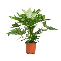 Fatsia Japonica - Japanese Aralia -Indoor Plants Store Fatsia japonica Japanese Aralia 19x70cm