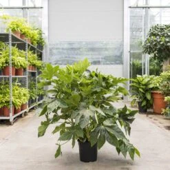 Fatsia Japonica - Japanese Aralia -Indoor Plants Store Fatsia japonica Japanese Aralia 24cm Warehouse