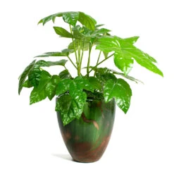 Fatsia Japonica - Japanese Aralia -Indoor Plants Store Fatsia japonica Japanese Aralia Livin Beauty Flowerpot Copper Green Matt Smooth