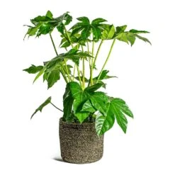 Fatsia Japonica - Japanese Aralia -Indoor Plants Store Fatsia japonica Japanese Aralia Maartje Plant Baskets Set of 5 black