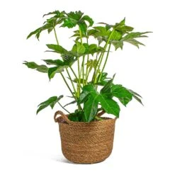 Fatsia Japonica - Japanese Aralia -Indoor Plants Store Fatsia japonica Japanese Aralia Nelis camel basket Plant Pot