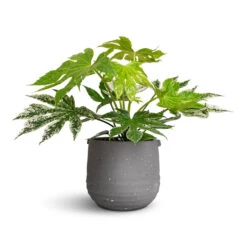 Aurora Terrazzo Handle Plant Pot - Slate 11 Aurora Terrazzo Handle Plant Pot - Slate -Indoor Plants Store Fatsia japonica Variegated Japanese Aralia 17x40cm Aurora Terrazzo Handle Plant Pot Slate 19x17cm a1984fa8 01f2 4c80 912e 681c6b9497ed
