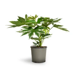 Fatsia Japonica - Variegated Japanese Aralia 12 Fatsia Japonica - Variegated Japanese Aralia -Indoor Plants Store Fatsia japonica Variegated Japanese Aralia 17x60cm 1