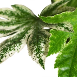 Fatsia Japonica - Variegated Japanese Aralia 14 Fatsia Japonica - Variegated Japanese Aralia -Indoor Plants Store Fatsia japonica Variegated Japanese Aralia 17x60cm CLOSE 1
