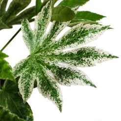 Indoor Plants Store -Indoor Plants Store Fatsia japonica Variegated Japanese Aralia 17x60cm CLOSE 3