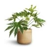 Fatsia Japonica - Variegated Japanese Aralia -Indoor Plants Store Fatsia japonica Variegated Japanese Aralia 17x60cm Jordy Plant Pot Pebble 20x18cm