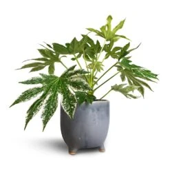 Fatsia Japonica - Variegated Japanese Aralia 15 Fatsia Japonica - Variegated Japanese Aralia -Indoor Plants Store Fatsia japonica Variegated Japanese Aralia 17x60cm Kaat Plant Pot Blue Grey 20x20cm