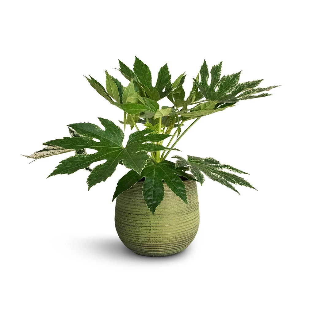 Lydia Plant Pot - Shiny Green 20 Lydia Plant Pot - Shiny Green - Image 18