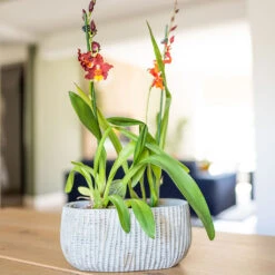 Feico Oval Plant Bowl - Mint Grey -Indoor Plants Store Feico Oval Plant Bowl Shiny Mint Lifestyle 01