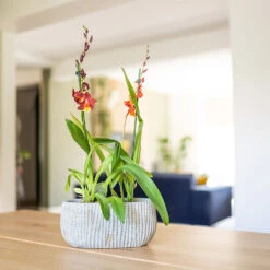 Feico Oval Plant Bowl - Mint Grey -Indoor Plants Store Feico Oval Plant Bowl Shiny Mint Lifestyle 02