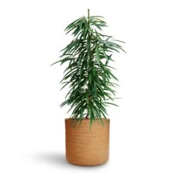 Ficus Alii - HydroCare -Indoor Plants Store Ficus Alii HydroCare Dune Cylinder Planter Almond