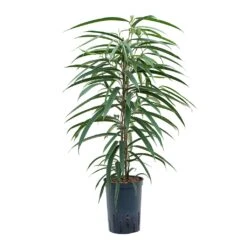 Ficus Alii - HydroCare -Indoor Plants Store Ficus Alii Hydroculture 15 19x75cm