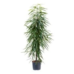 Ficus Alii - HydroCare -Indoor Plants Store Ficus Alii Hydroculture 22 19x135cm