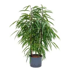 Ficus Alii - HydroCare -Indoor Plants Store Ficus Alii Hydroculture 25 19x110cm