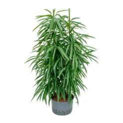 Ficus Alii - HydroCare -Indoor Plants Store Ficus Alii Hydroculture 28 19x120cm