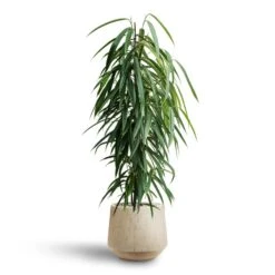 Ficus Alii - HydroCare -Indoor Plants Store Ficus Alii Hydroculture Raindrop Tube Round Planter Stone