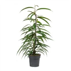 Ficus Alii - Long Leafed Fig -Indoor Plants Store Ficus Alii Long Leafed Fig 17x70cm