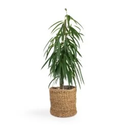 Ficus Alii - Long Leafed Fig -Indoor Plants Store Ficus Alii Long Leafed Fig 17x70cm Ido Plant Baskets Set5 Large Natural