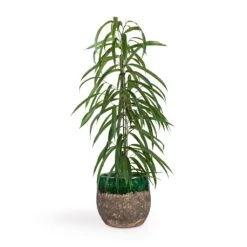 Ficus Alii - Long Leafed Fig -Indoor Plants Store Ficus Alii Long Leafed Fig 17x70cm Lindy Plant Pot Black Green 23x20cm