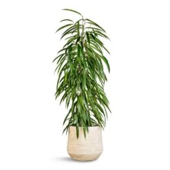 Dune Darcy Planter - Oat -Indoor Plants Store Ficus Alii Long Leafed Fig 21x100cm Dune Darcy Planter Oat 30x26cm 06183c2f de98 4ecb b657 120f9a49dfe4