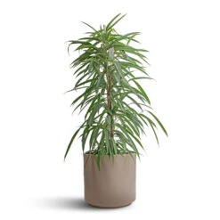 Ficus Alii - Long Leafed Fig -Indoor Plants Store Ficus Alii Long Leafed Fig 21x100cm Prague Plant Pot Taupe 28x24cm 15c7b3bf df09 4c32 bc07 6d48c4393dc6