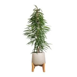 Ficus Alii - Long Leafed Fig -Indoor Plants Store Ficus Alii Long Leafed Fig 27x125cm Patt Plant Pot Low Stand Grey Washed 39x43cm