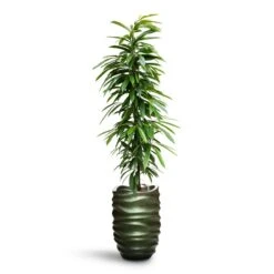 Gradient Lee Partner Planter - Matt Forest -Indoor Plants Store Ficus Amstel King HydroCare Gradient Lee Partner Planter Matt Forest b98b9813 ace5 4689 b839 684a146bb550