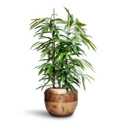 Opus Raw Couple Planter - Gold -Indoor Plants Store Ficus Amstel King HydroCare Opus Raw Couple Planter Gold