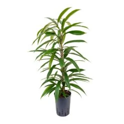Ficus Amstel King - HydroCare 19 Ficus Amstel King - HydroCare -Indoor Plants Store Ficus Amstel King Hydroculture 15 19x90cm