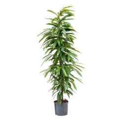 Ficus Amstel King - HydroCare 21 Ficus Amstel King - HydroCare -Indoor Plants Store Ficus Amstel King Hydroculture 22 19x125cm